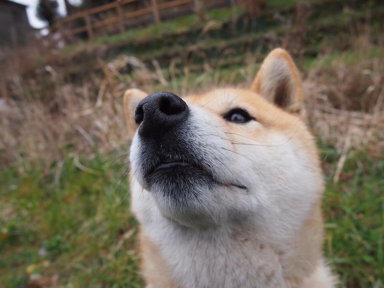 开云kaiyun-_森林狼士气高昂，努力冲击季后赛_，森林狼队最新球员名单